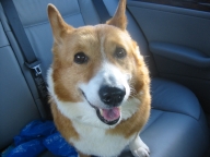 Corky the Wonder Dog